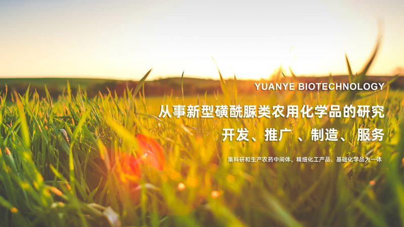 酶制剂在生物医药研发中的关键作用解析